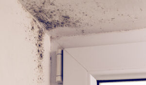 Mold In Your Home: Signs Of Mold Damage to Look For