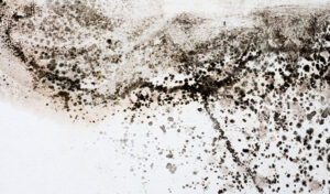 6 Prevention Tips For Minimizing the Risk of Mold Growth in Your Home