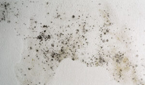 Why Should I Use Professional Services to Treat and Prevent Future Mold Infestations?