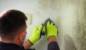 Understanding the Types of Mold That May Grow in Your Home: Your Total Guide