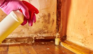 6 Signs It's Time For Mold Remediation In Your Home