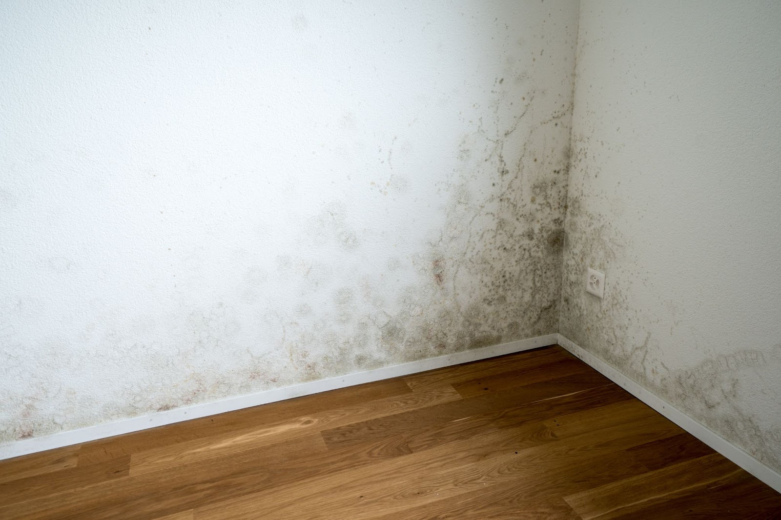 Moldy wall in room with wood floor, indicating water damage and the need for restoration