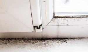 The Mold Remediation Process: What Happens During Winter Months