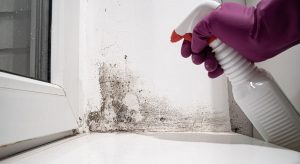 A person wearing purple gloves cleans a window with a spray bottle, emphasizing mold remediation and removal in Utah.