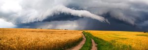 Dark storm clouds loom over a golden field of wheat, creating a dramatic contrast in the landscape