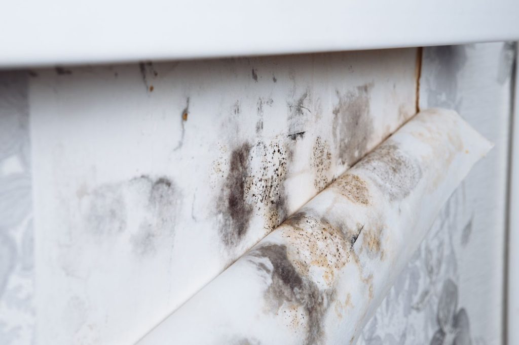 Mold growth on a bathroom wall, highlighting the need for effective mold remediation and removal services in Utah.