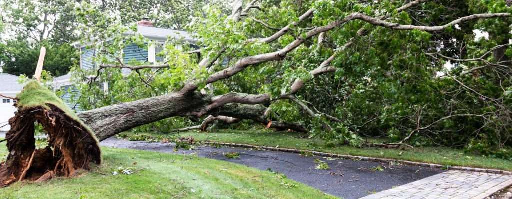 A large tree lies across a house, illustrating the impact of storm damage and the need for storm preparedness and restoration.