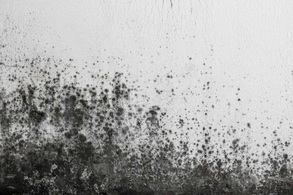 Mold on an indoor wall, showing discoloration and texture from dampness 