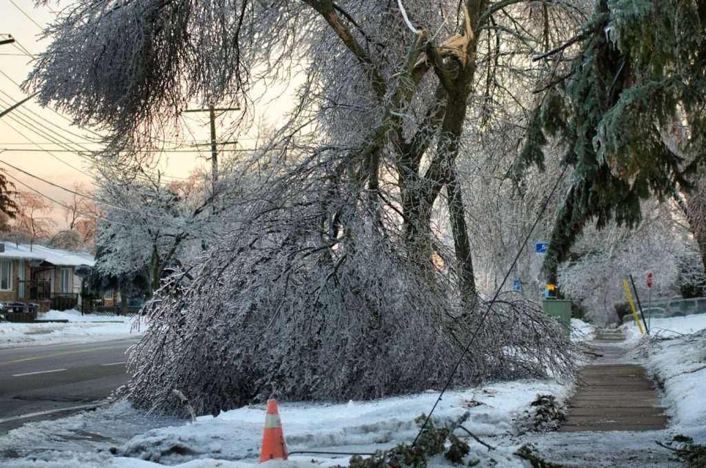 A tree has toppled onto the road, blocking passage and showcasing the impact of winter disasters on local infrastructure.